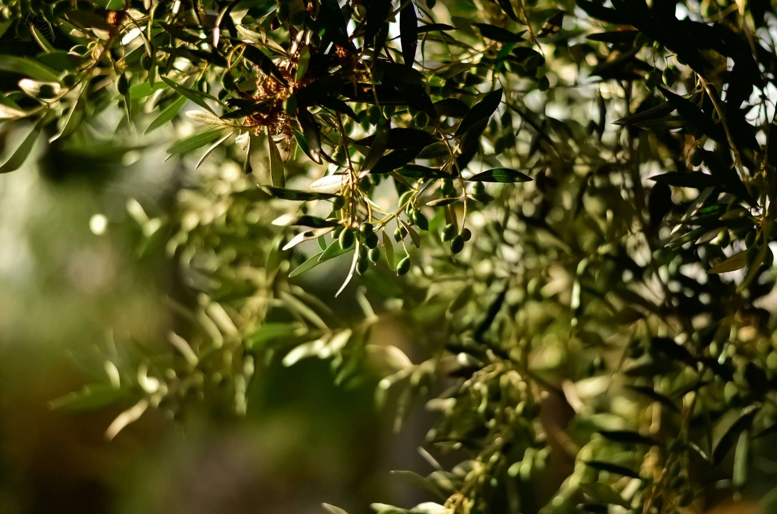Oleotourism and rural development: a model based on the Mediterranean Diet