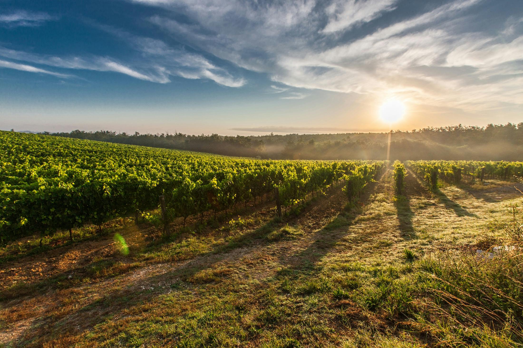 Wine tourism and rural development: A model based on the Mediterranean Diet